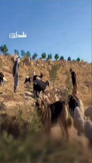 פלישת מתנחלים לגדה המערבית נמשכת...