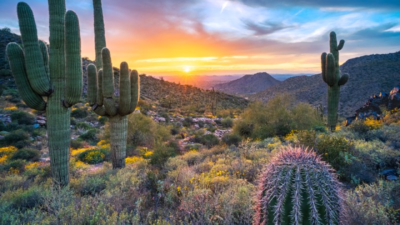 Looking sharpSaguaro cacti near Windgate Pass, McDowell Range, Arizona, USA (© Eric Mischke/Getty Images)
