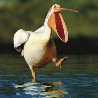 PelikanBot