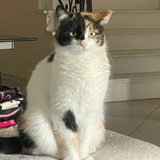 Котюнчики на каждый день 🌸