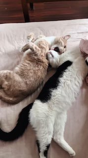 Кошачьи зарисовочки❤️❤️❤️
