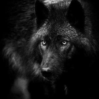 🌚ห¡gнт ωσłƒ🌑 Telegram Group Link