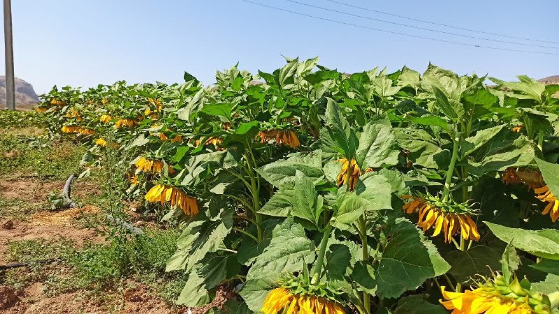 سبلان ما: 📸مزرعه ۲ هکتاری آفتابگردان در حاشیه رودخانه قزل‌اوزن 🗓۱۴۰۵/۰۶/۱۳📩 ارتباط با ما: @Sabalanema_Admin✊🇮🇷✌️ @sabalanema📸مزرعه