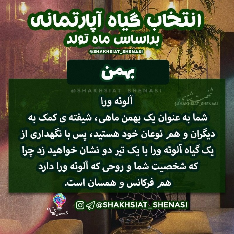 شخصیت شناسی: 💡گیاه آپارتمانی بر اساس ماه تولد 🪴🍀 #بهمن 🌿 💡شخصیت شناسی 👇https://t.me/joinchat/AsUKhDukJFl2EN4x19EZoA