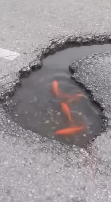מחור ל"אקווריום"... דגים שוחים באמצע כביש בדינייה! (וידאו).