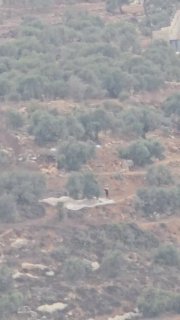 מתנחלים גונבים זיתים מאדמות אזור אל-חראיק בעיירה ביתא מדרום לשכם.