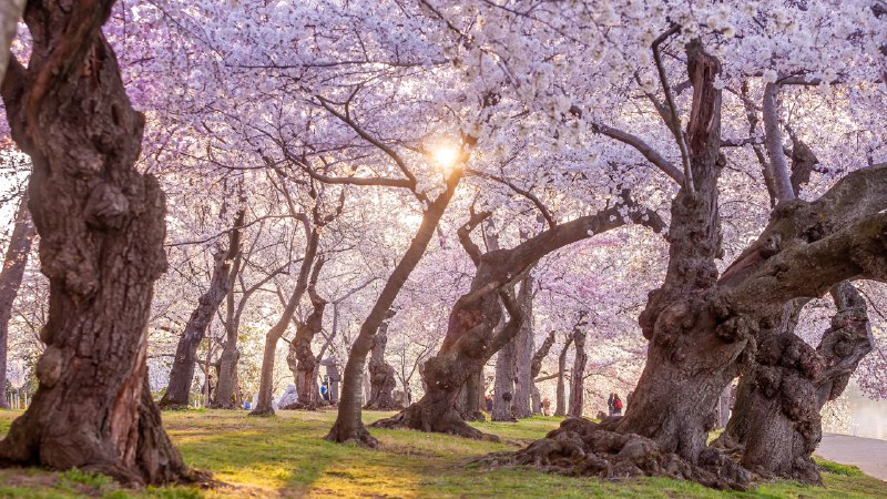 Cherry, cherry, bloom, bloomThe National Cherry Blossom Festival in Washington, DC (© f11photo/Getty Images)
