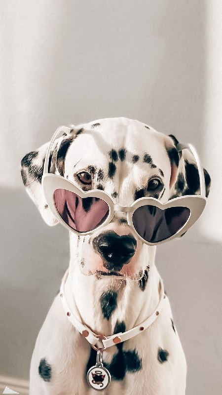 🐾فرشته نجات حیوانات🐾: dogdog