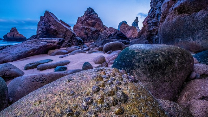 Quiet strengthLimpets exposed at low tide on the coast of Praia da Ursa, Portugal (© Theo Bosboom/Nature Picture Library)
