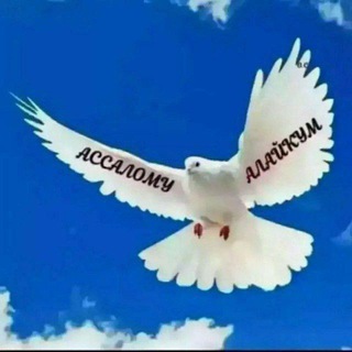 OLTIQUSH KABUTAR ISHQIVOZLARI🕊🕊🕊🕊🕊