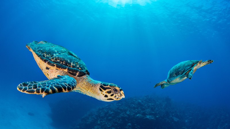 Nature's reef keepersHawksbill sea turtle pair near Seven Mile Beach, Grand Cayman, Cayman Islands (© Alex Mustard/Nature Picture Library)