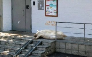 В Москве неизвестный оставил у подъезда многоэтажки тушу свиньи с посланием: «Настя, это тебе»Личность романтика и мотивы его поступка не установлены.