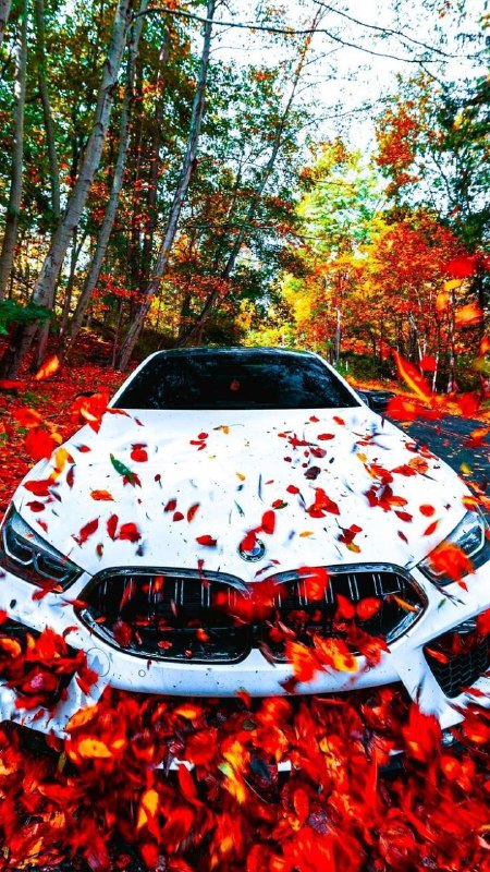 https://t.me/bmw_mpower_club