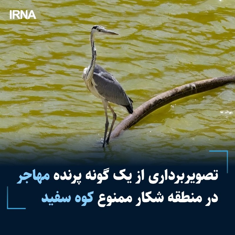 ראש המחלקה להגנת הסביבה בעיר דמאוואנד הכריז על תיעוד הווידאו של ציפור נודדת ממין "אנפה" באזור ההר הלבן ואמר: במקביל לתחילת עונת נדידת הציפורים, תוגבר הניטור אחר בתי הגידול של המים בעיר והתצפית במחלות חיות הבר.