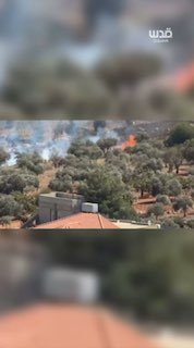 They burn trees because they understand the depth of their roots in this country. The settlers' firebombs and Israel are devouring the olive fields in the towns of Kusra and Salafit, in systematic aggression to damage the good season and break the steadfastness of the Palestinian farmer.