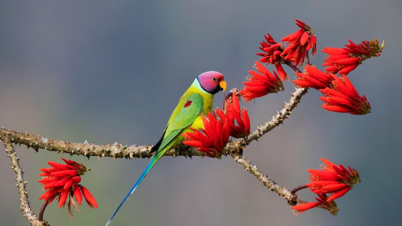 Head-turner in the treetopsPlum-headed parakeet at Shimoga, Karnataka, India (© Hira Punjabi/Alamy)