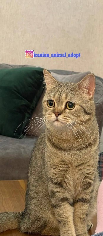 واگذاری رایگان حیوانات: 🐱واگذاری گربه بریتیش فقط در تهراندو گربهی نژاد بریتیش در تهران ترجیحاً باهم واگذار میشن✔️هردو عقیم شدند؛ یکی نر و یکی م