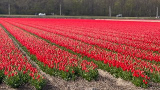 Друзья, в Амстердаме и окрестностях сейчас красота — сезон тюльпанов в самом разгаре (и не только тюльпанов) 🌷И я напоминаю, что у меня есть большой путеводитель по этому городу: районы, рестораны, музеи, кафе, магазины… А ещё есть дополнение к нему: «Поез