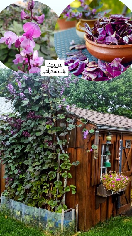 دنیای گیاهان: بذر پیچک لبلب سحرآمیزبسته ٣ عددی ٧۵ ت