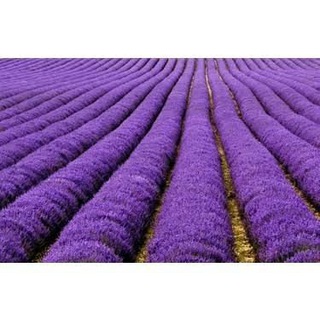 Aromatik Bitkiler Sevenler ve Üreticileri Grubu