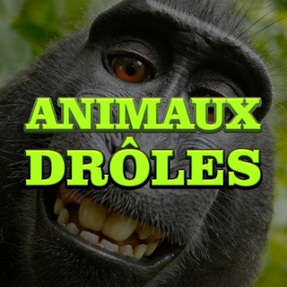 Telegram profile photo for ANIMAUX DRÔLES