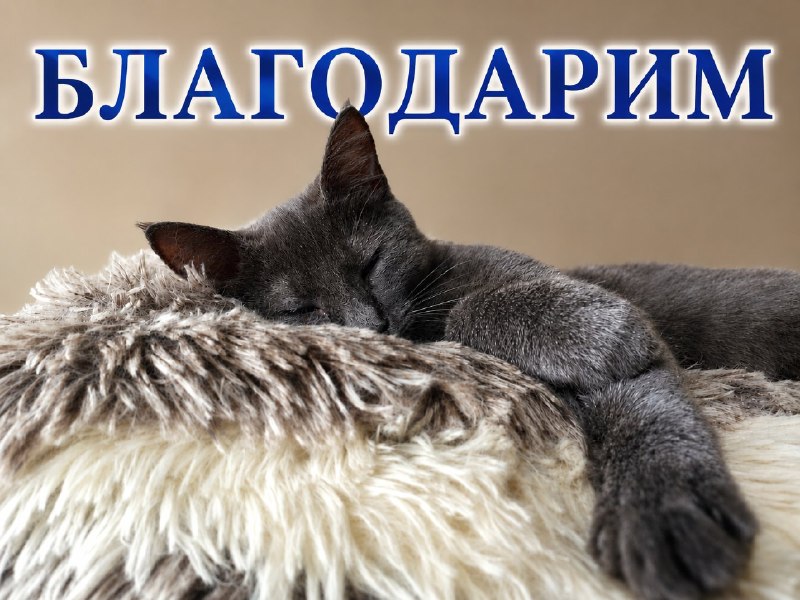 Сбор на аренду приюта закрыт!
Пусть и с небольшим...