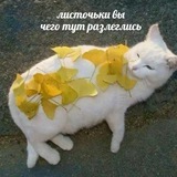 Тофф сладкоежка🚫