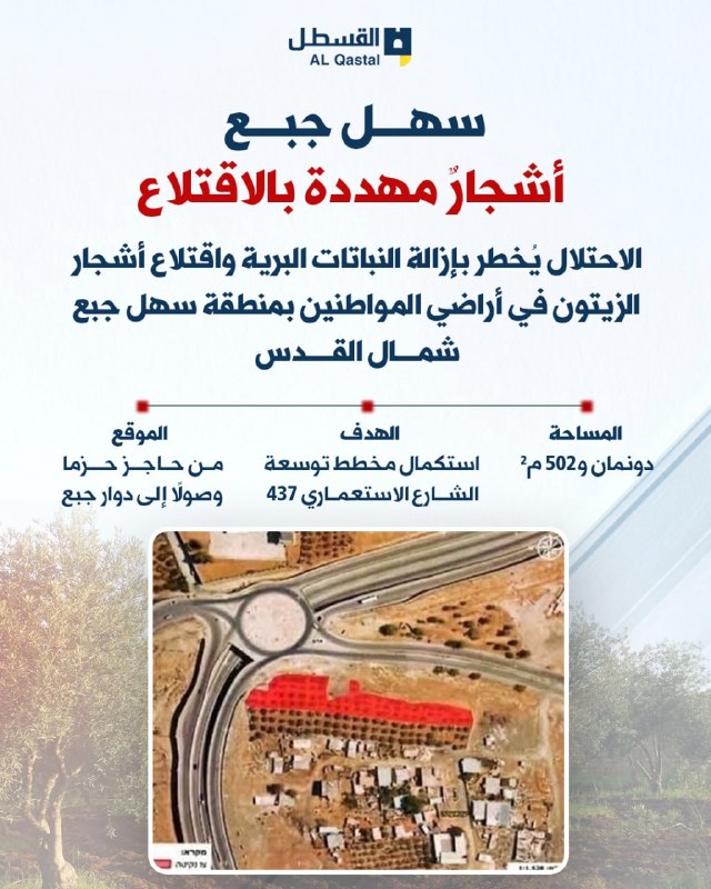 سلطات الاحتلال تخطر بإزالة أشجار زيتون في جبع شمال القدس