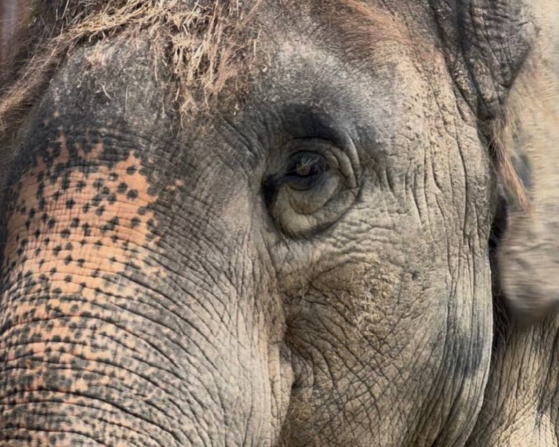 Зоопарк Кхао Кхео Это не просто место для знакомства с животным миром, а настоящий сафари-парк и источник вдохновения для тех, кто ищет новые идеи для творчества. Прогуливаясь среди экзотических животных и ярких птиц, невозможно не заметить, как у каждого из них своя особенная жизнь — настоящая история, разворачивающаяся прямо перед глазами, как захватывающий сериал. Все эти существа, такие разные по характеру и внешности; каждый по-своему удивительно красив и уникален.Их окраску можно интерпретировать в модных концепциях, создавать уникальные образы, которые отражают гармонию природы и моды. Это сочетание дикости и утонченности, силы и красоты, которое хочется запечатлеть в кадре.Модные съемки, вдохновленные животными, становятся настоящим искусством, где каждая деталь — от текстур и силуэтов до цветовых сочетаний — рассказывает свою историю. Ведь кто, как не природа, может быть так безупречна в поиске новых трендов?Посещение зоопарка напоминает, как важно быть в поиске вдохновения вокруг, ведь каждый момент может стать источником для создания уникальных образов, наполненных естественной красотой.Зоопарк Кхао Кхео Это не просто место для знакомства с животным миром, а настоящий сафари-парк и источник вдохновения для тех, кто ищет новые идеи для творчества. Прогуливаясь среди экзотических животных и ярких птиц, невозможно не заметить, как у каждого из них своя особенная жизнь — настоящая история, разворачивающаяся прямо перед глазами, как захватывающий сериал. Все эти существа, такие разные по характеру и внешности; каждый по-своему удивительно красив и уникален.Их окраску можно интерпретировать в модных концепциях, создавать уникальные образы, которые отражают гармонию природы и моды. Это сочетание дикости и утонченности, силы и красоты, которое хочется запечатлеть в кадре.Модные съемки, вдохновленные животными, становятся настоящим искусством, где каждая деталь — от текстур и силуэтов до цветовых сочетаний — рассказывает свою историю. Ведь кто, как не природа, может быть так безупречна в поиске новых трендов?Посещение зоопарка напоминает, как важно быть в поиске вдохновения вокруг, ведь каждый момент может стать источником для создания уникальных образов, наполненных естественной красотой.