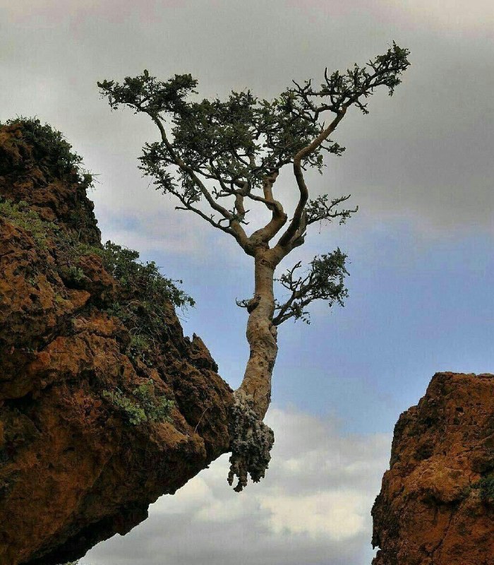 لحظه های عاشقانه: اگر خدا نخواهد برگ از درخت نخواهد افتاد. چه برسد به خود درخت...پس باامید زندگی کن🌱🦋@lahze_Ashghaneh🦋