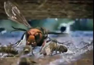 Bees are very serious about protecting their society Worker bees defend their hive by forming a 46°C “heat ball” around invading hornets, without harming themselvesthey’re defending their colony’s next generation and their queenScience and facts💡