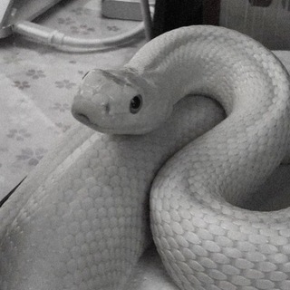 Логотип [требуются впешеры] змеиный дом🐍