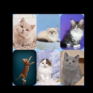 Kitten available