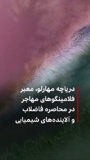 🔻 The photos you are watching are the moment when hundreds of flamingos fly over Lake Maharlo in Fars province, which was recorded by Hossein Forkabrian, a photographer and nature tourist in Iran, and published on his Instagram account.
