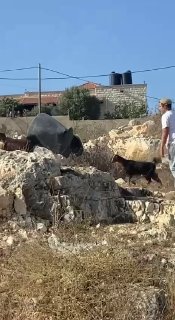 מתנחלים משתוללים ותוקפים תושבים באזור "ג'בל מופיד" בעיירה ארבה, דרומית מערבית לג'נין.