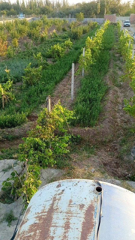 بانک اطلاعات املاک بناب(رفاه): ┅═⊱࿐ིིུ𖠇༅ ﷽#فروش_باغ کد ۳۲۴🌳فروش باغ چهار دیواری دارای انواع درختان میوه و سرزنده دارای چاه آب شیرین به مساحت ۳۷من دارای