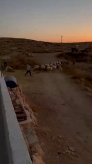 مستوطنون يقتحمون خربة الخرابة ويطلقون أغنامهم بين أشجار الزيتون