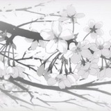 𝘳ᧉ᩠֗𝜐𝐢ᧉ᩠֗ᨰׁׅ𝕤 ₍ ₍ ✿꯭͟͟❀ ┄ֵ۫┄