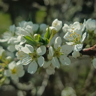 𝐁𝐓𝐒 • 𝐂𝐇𝐀𝐓 Telegram Group Link