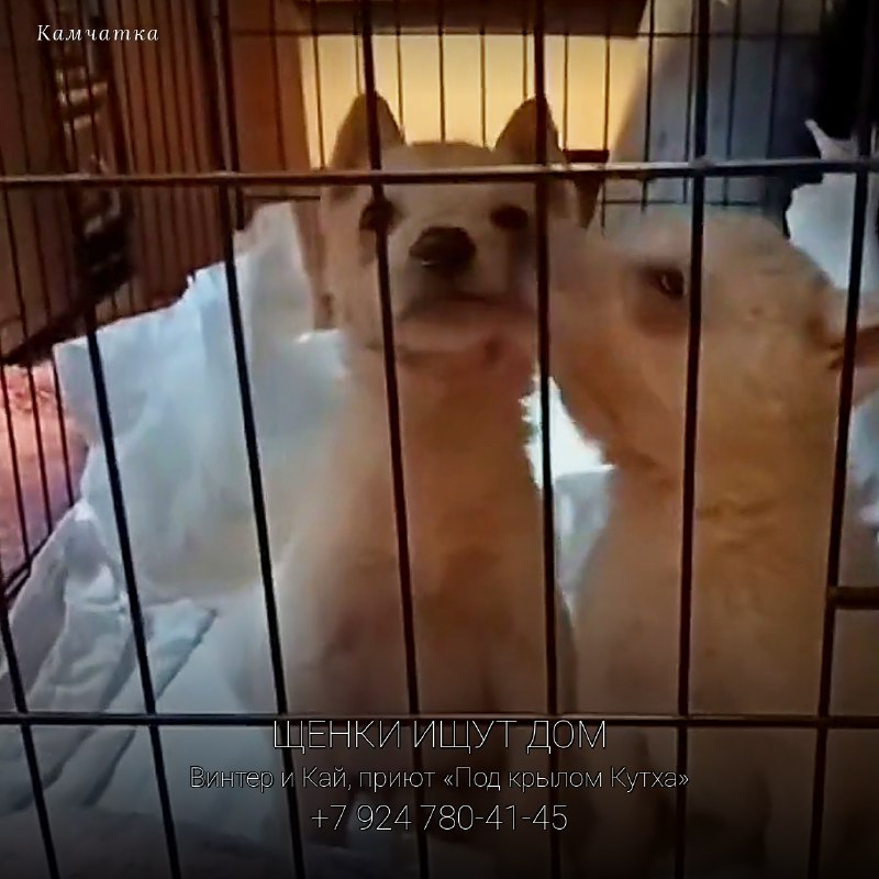 Щенки Винтер и Кай ищут дом 🐶

Сейчас малыши живут в...