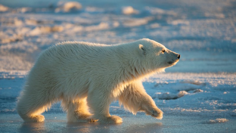 Life on thinning icePolar bear cub walking across pack ice, Arctic National Wildlife Refuge, Alaska (© Steven Kazlowski/naturepl.com)
