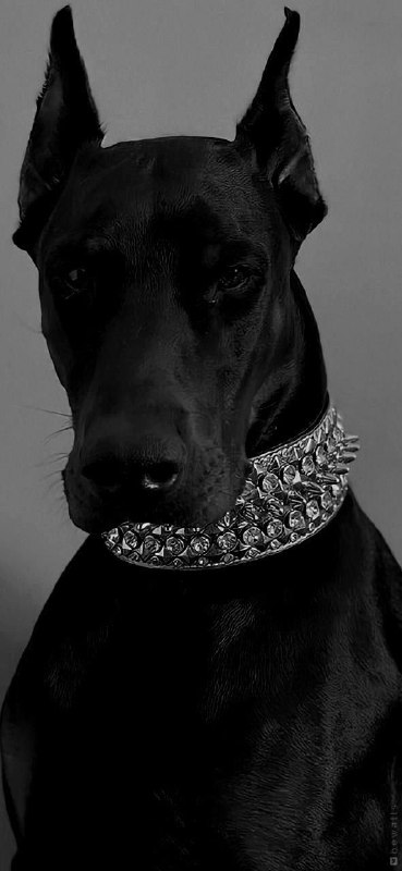 🐾فرشته نجات حیوانات🐾: dogdog