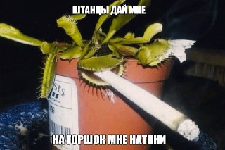 Шапки, бомберы, халаты и носки из конопли провалились в продаже в России — народ не заинтересовался шмотом из технического каннабиса по оверпрайсу, и эко-бизнес закрылся. Флагман пошива "зелёной" одежды открылся шесть лет назад и предлагал: бомберы с коноп