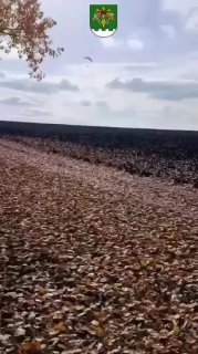 הדרך היעילה והבטוחה ביותר לברוח מזלז'ניה אתמול עצרו שוטרי הגבול של מולדובה אוקראיני שחצה את הגבול באופן לא…
