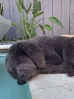 Dogs fall asleep much faster than humans.