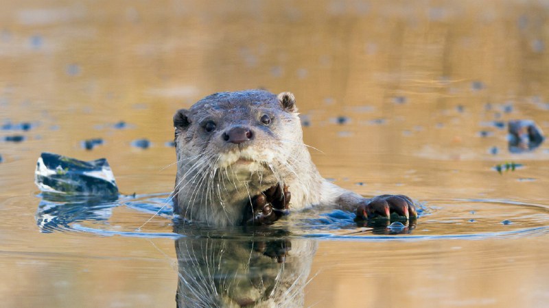 The 'otter' side of lifeEuropean river otter, Lelystad, Netherlands (© Ernst Dirksen/Minden Pictures)