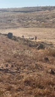 מתנחלים משתוללים, משחררים את בעלי החיים שלהם ומטרידים את הרועים הפלסטינים בח'רבת אל-ח'ראבה ובאזור אומניזל…