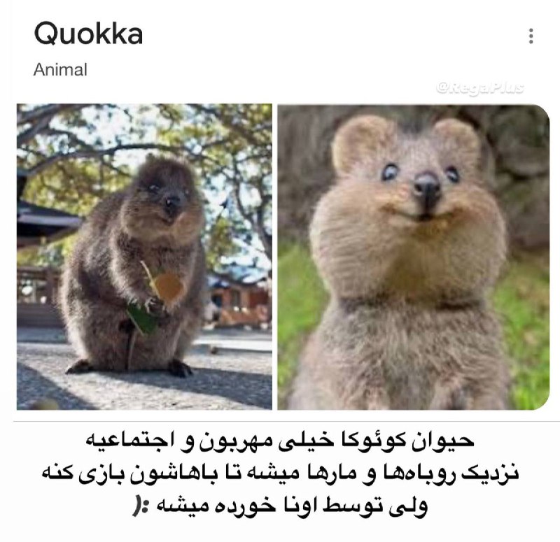 توییتی: کل زندگیم کوئوکا بودم@TweetyChannel | Mahrab