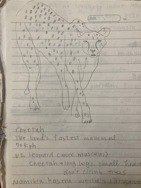 納米比亞: 廣闊的白色、巨獸水坑爭霸