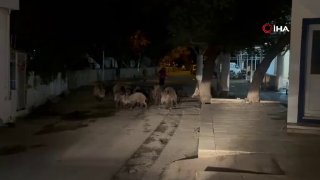 ברובע בודרום של מוגלה ירדו חזירי בר למרכז העיר. עדר החזירים שנראה במחוז ביץ גרם לאזרחים רגעים לא פשוטים.